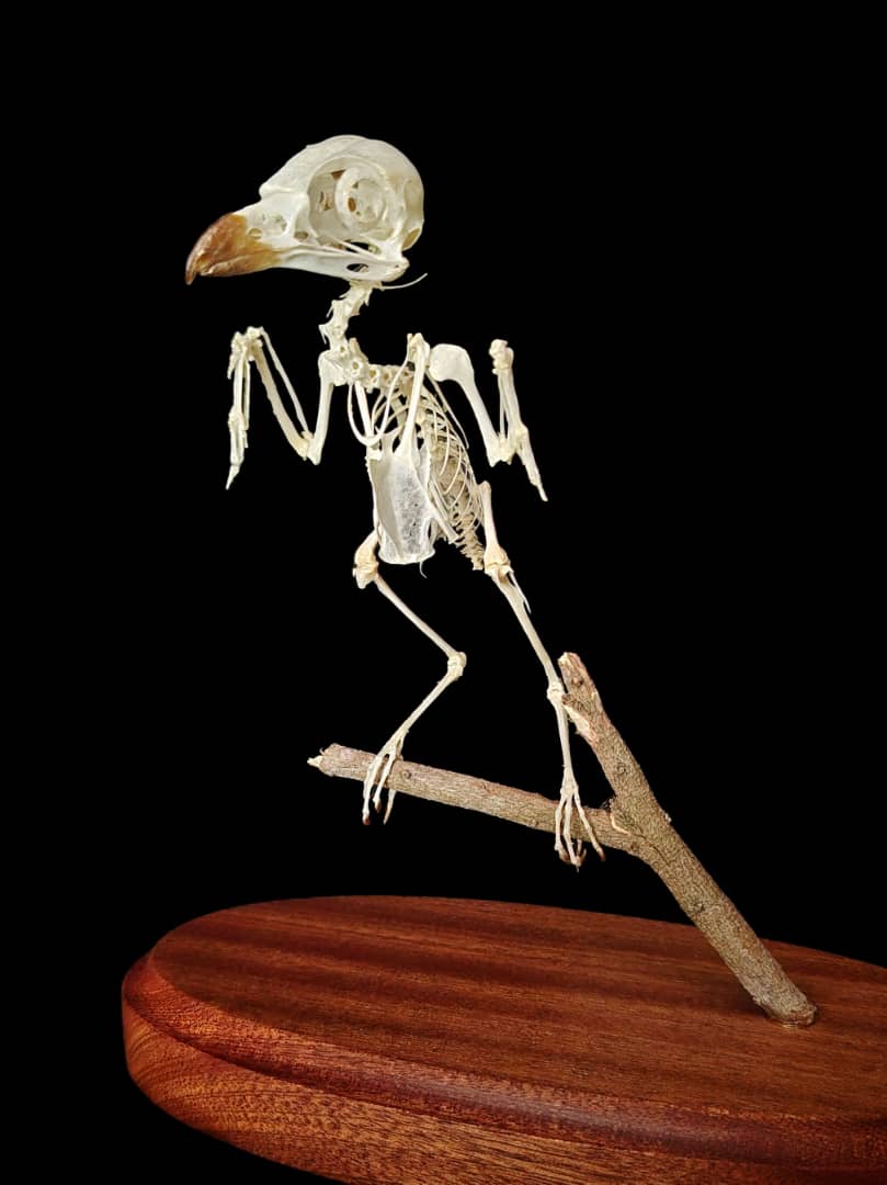 Bird skeleton mount, alternate angle