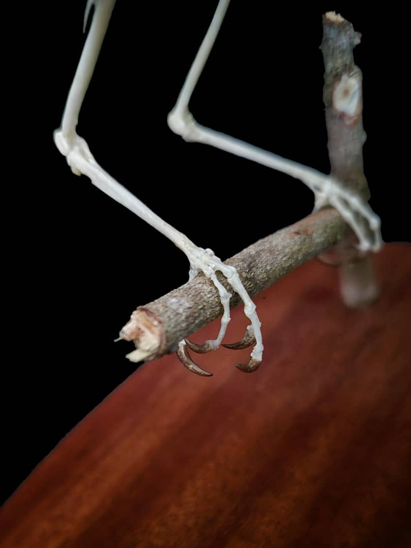 Close-up detail of articulated bird feet gripping a branch