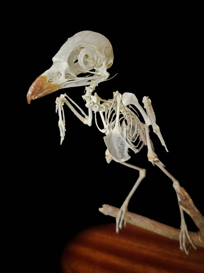 Articulated bird skeleton perched on a branch, mounted on an oval hardwood base