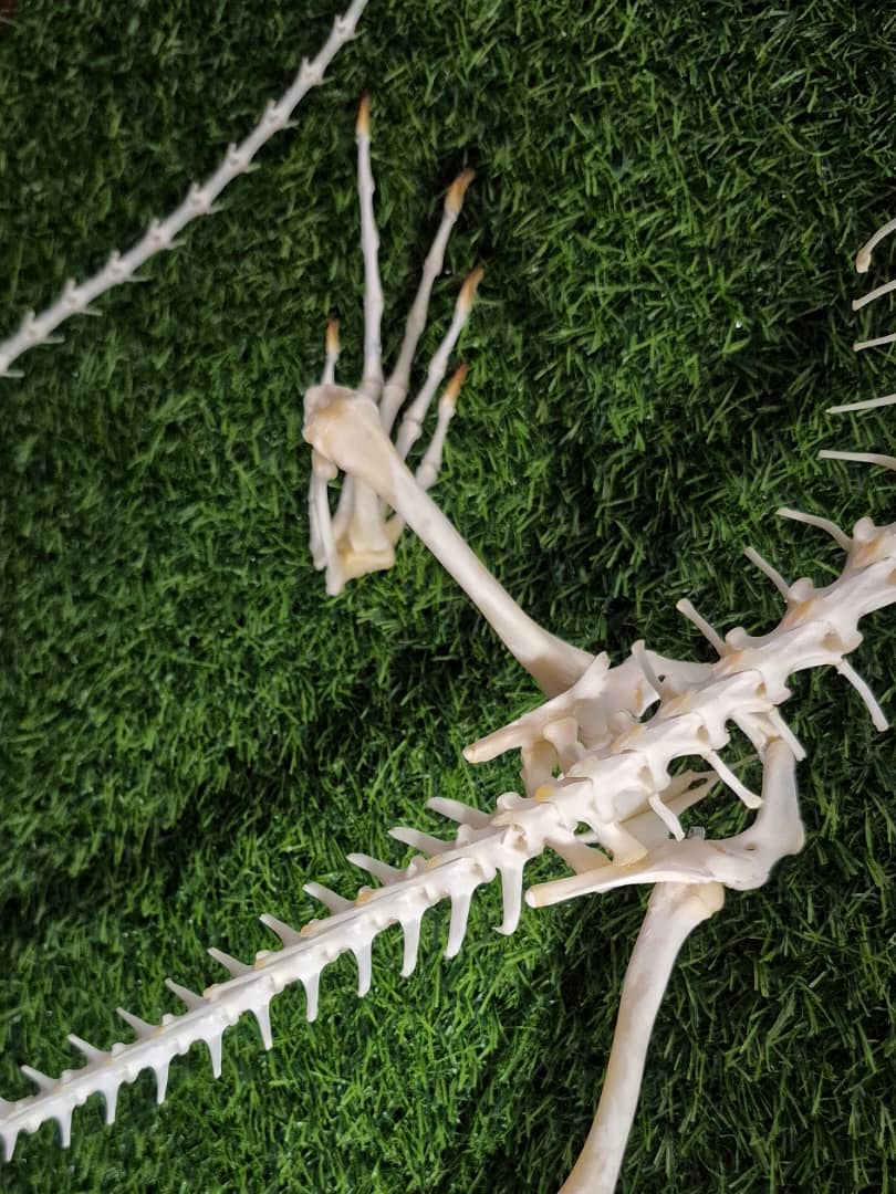 Close-up detail of articulated hind foot and tail vertebrae