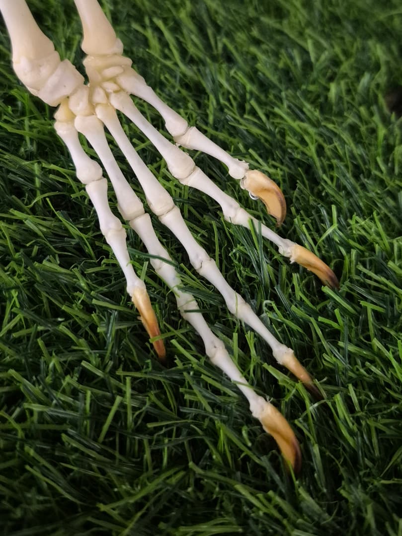 Close-up detail of an articulated foot and claws
