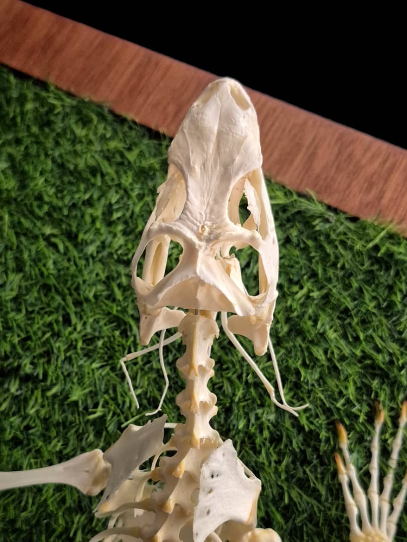 Close-up detail of a lizard skull viewed from above