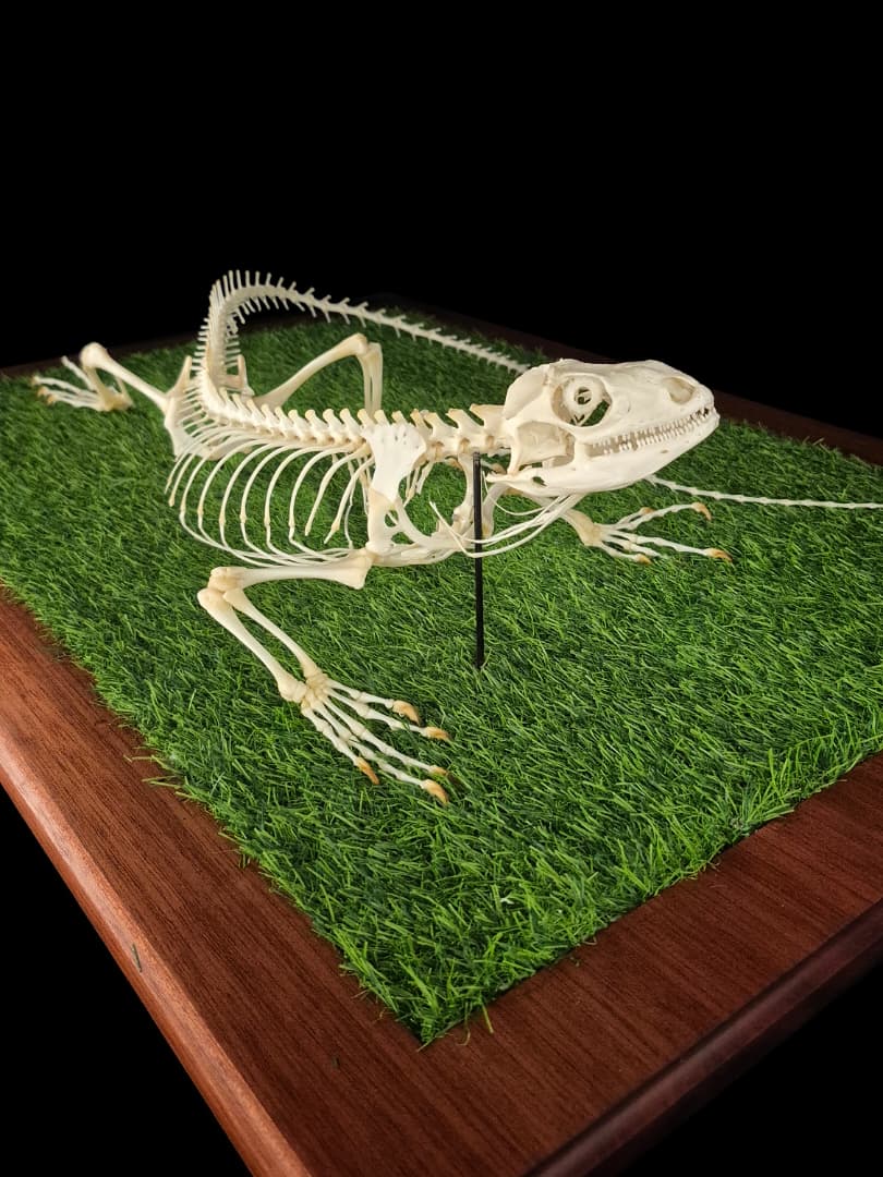 Full lizard skeleton mount, alternate angle