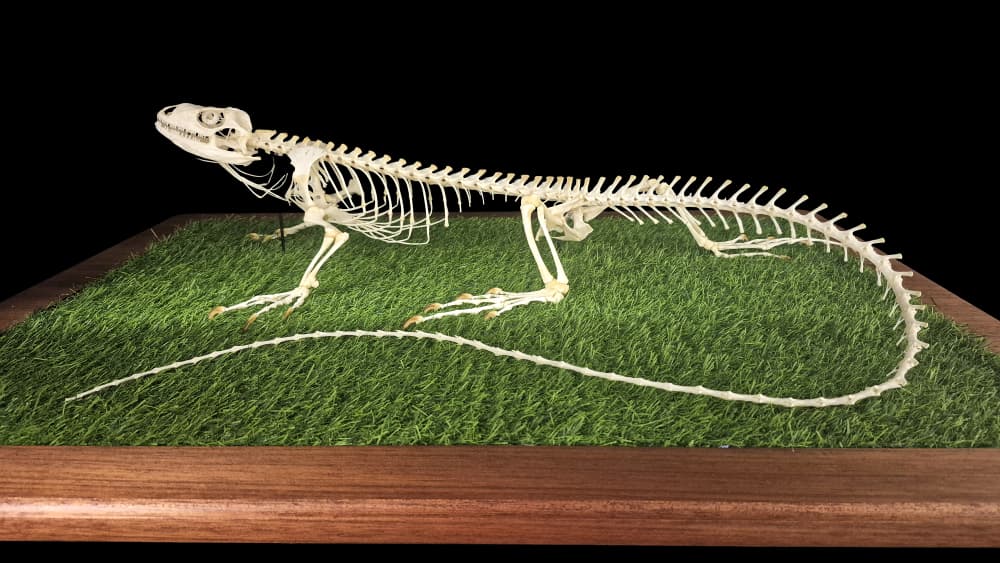 Full lizard skeleton articulated on a grass-textured display base