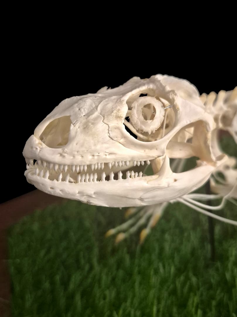 Close-up detail of a lizard skull