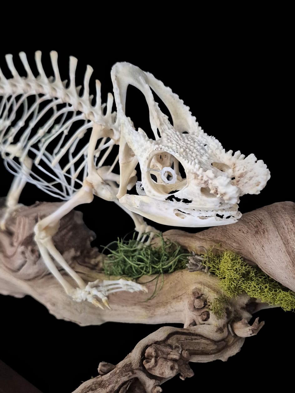 Close-up detail of the chameleon's skull and casque