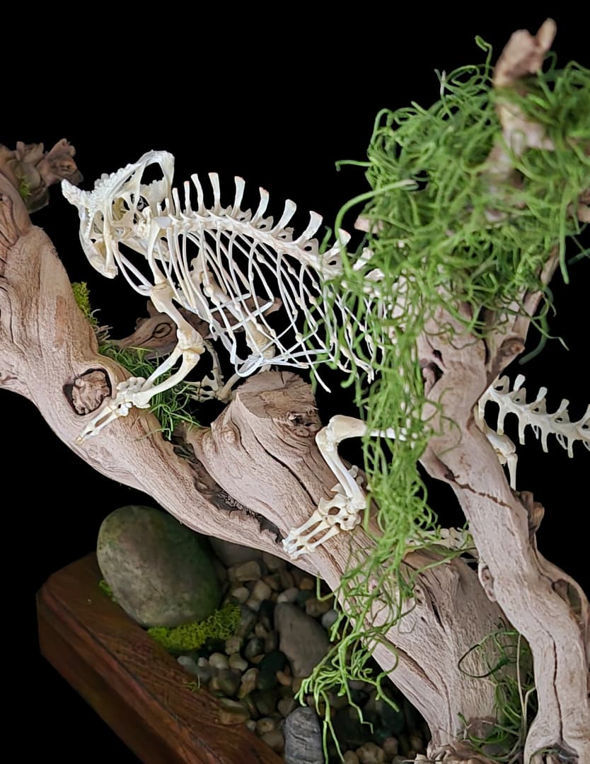 Close-up detail of the chameleon skeleton perched among moss on the driftwood branch