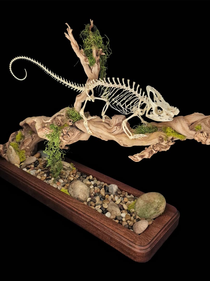 Full chameleon mount, elevated view over the pebble tray