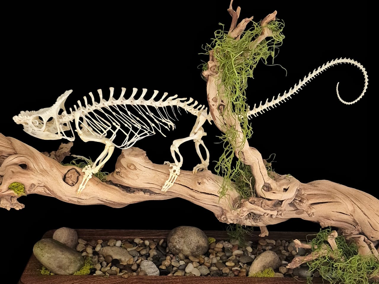 Full chameleon skeleton mount, wide side profile