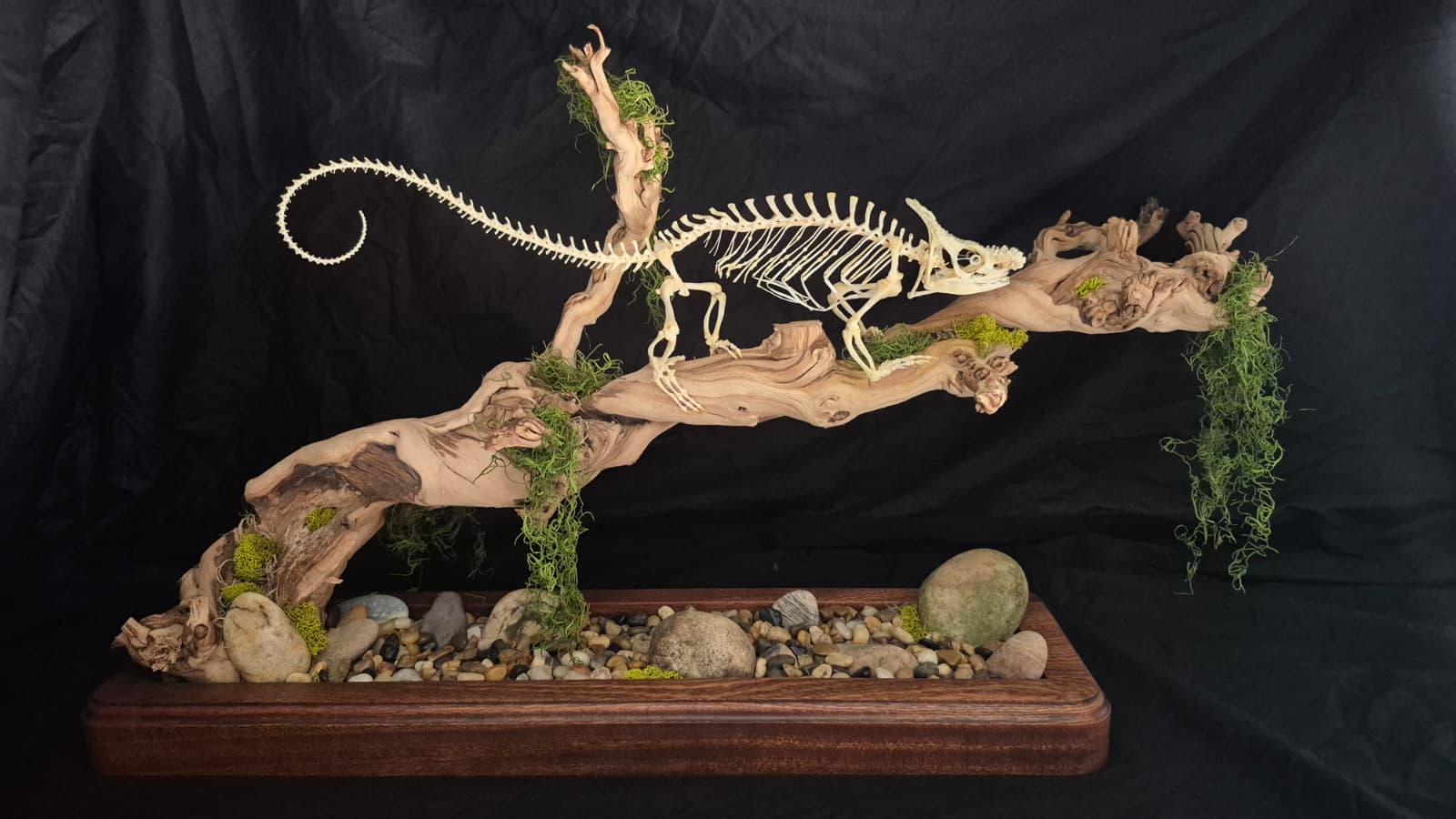 Chameleon skeleton mount, alternate angle