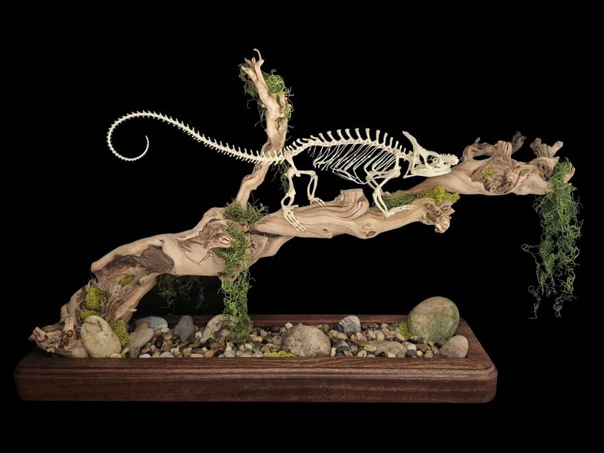 Chameleon skeleton articulated on a mossy driftwood branch over a pebble-lined hardwood tray