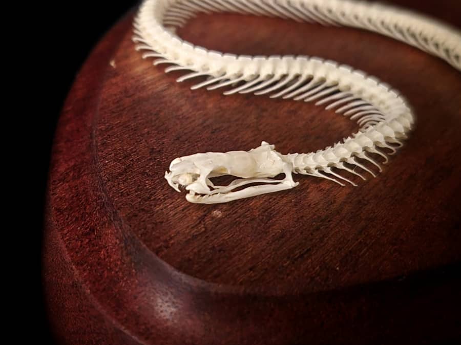 Close-up detail of the snake skull resting on the wood base