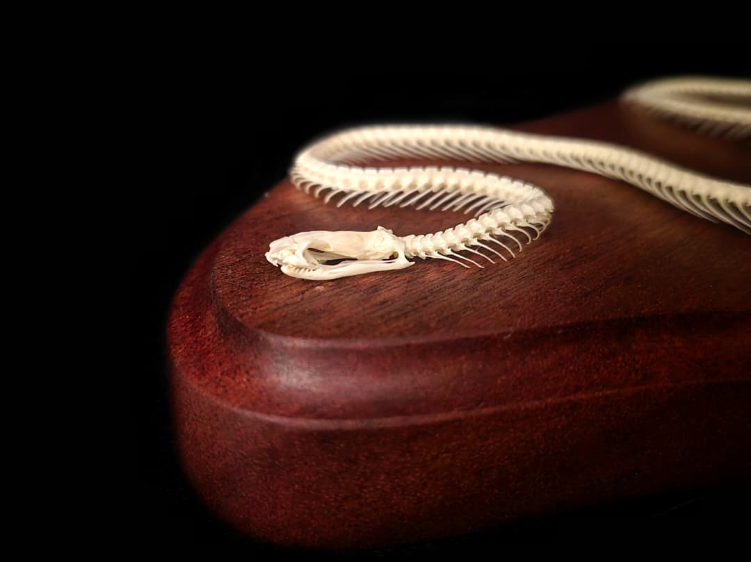 Close-up detail of the snake skull from a low angle