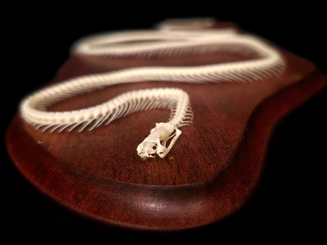 Snake skeleton coiled on an oval hardwood base