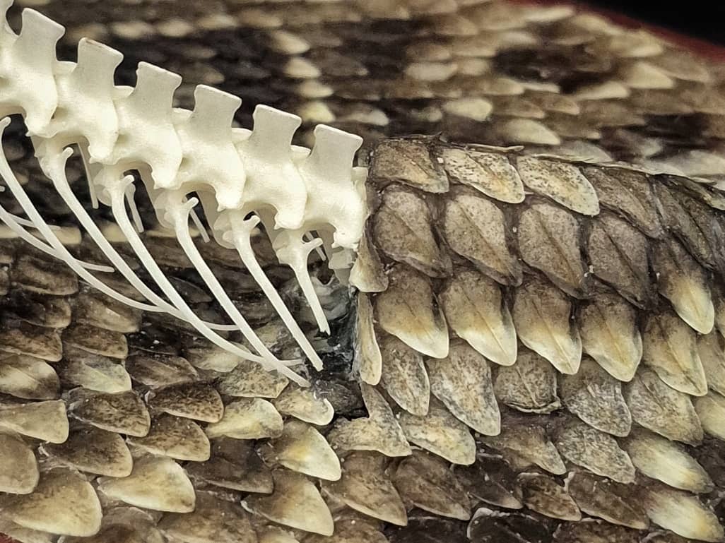 Close-up detail where the articulated spine meets the preserved snake skin