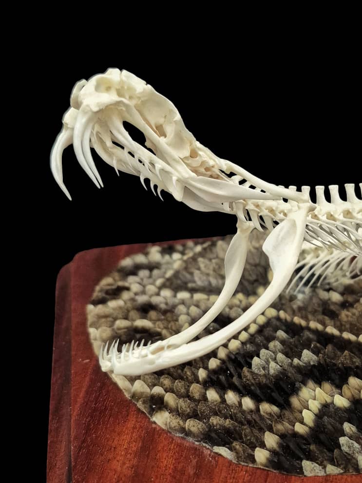 Close-up detail of the rattlesnake's open jaw and fangs