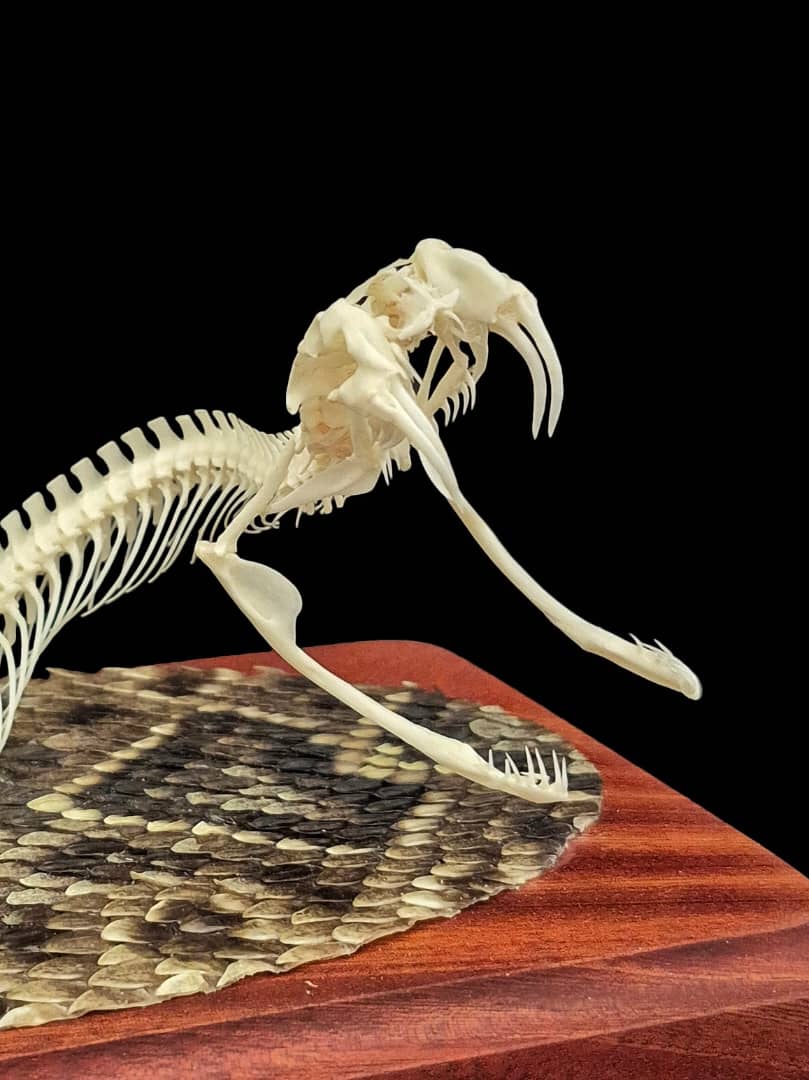 Rattlesnake skull and fangs viewed from a low angle