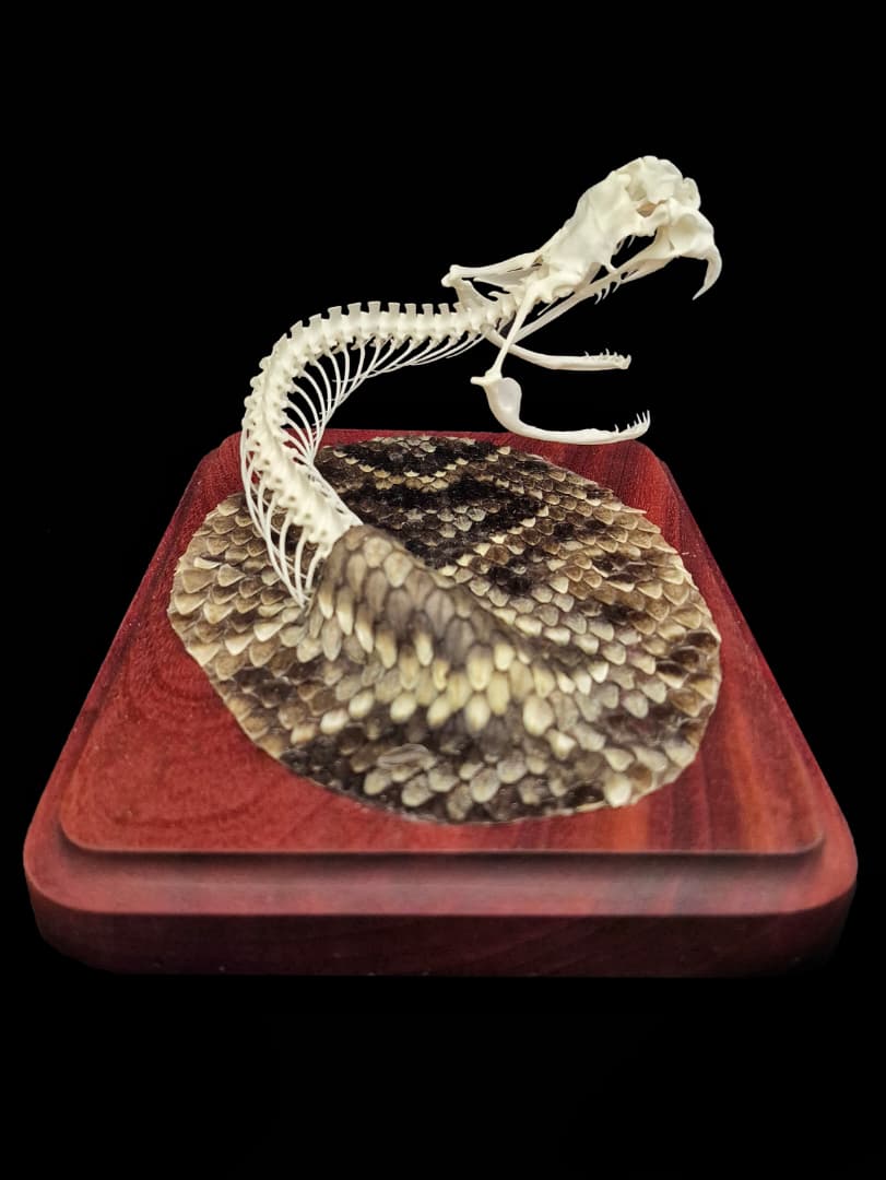 Full rattlesnake mount, overhead angle