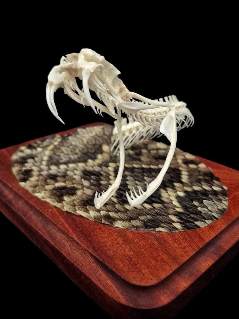 Close-up detail of the rattlesnake's bared fangs, alternate angle