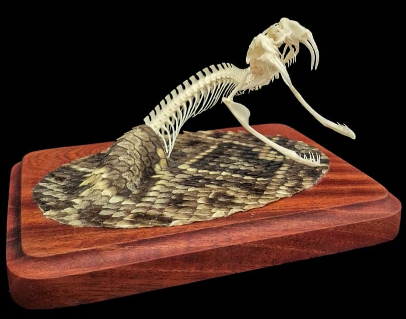 Rattlesnake skeleton with fangs bared, mounted over its own preserved skin on a hardwood base
