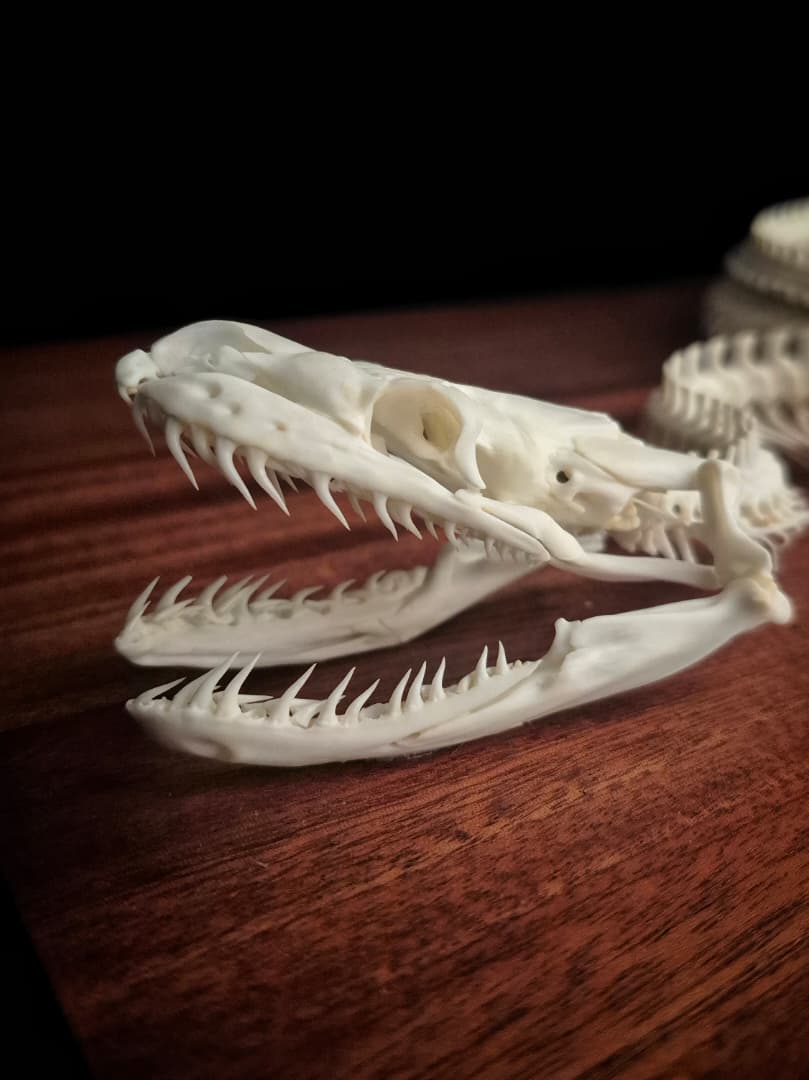 Close-up detail of a snake skull with jaws open, mounted on a hardwood base