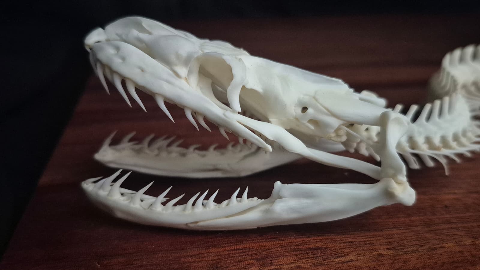 Close-up detail of a snake skull with jaws open, alternate angle