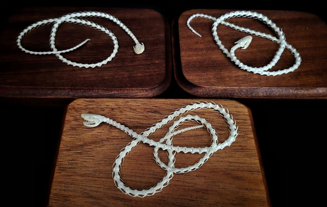 Three coiled snake skeleton mounts arranged on individual hardwood bases