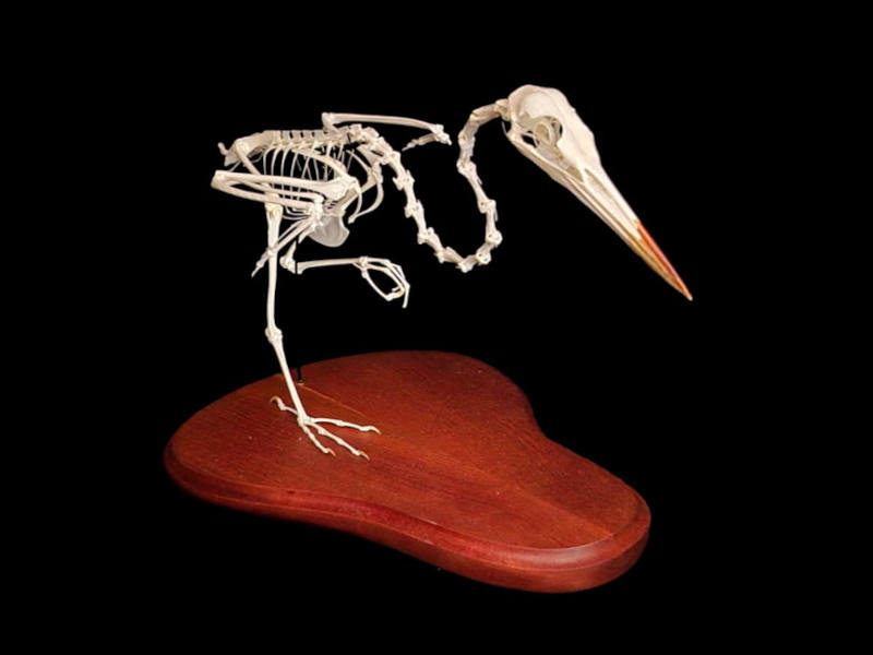 Articulated bird skeleton mounted on a shaped hardwood display base